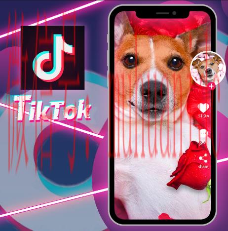 tiktok账号购买平台